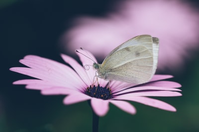 粉色花朵上的灰色蝴蝶